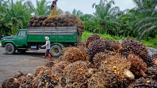 Localizing Cooking Oil Production: Can Data Reduce Nigeria’s ₦ Billion Import Bill?
